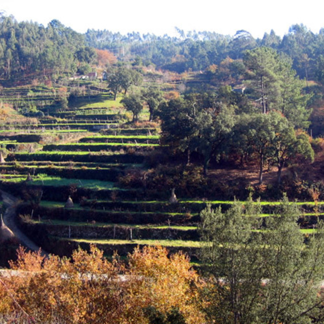 Couto de esteves 001