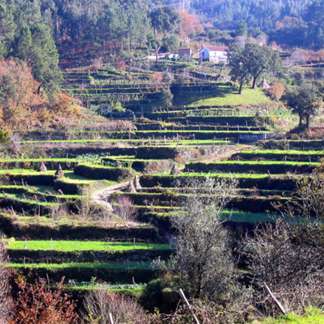 Couto de esteves 002