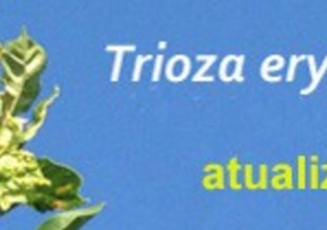 trioza_05_20a