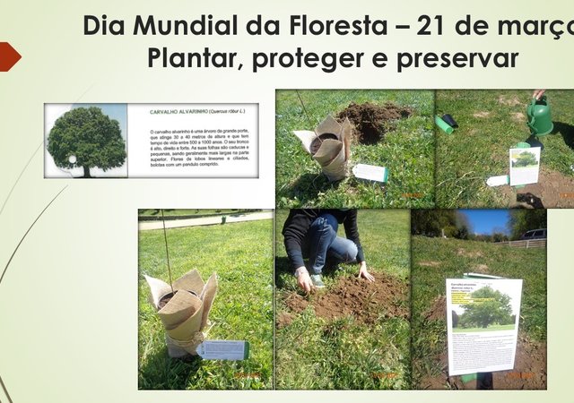 dia_mundial_da_floresta___21_de_marco
